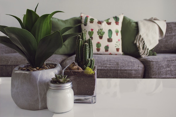 plant and succulents on white coffee table