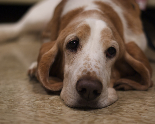 tan and white basset hound