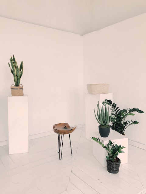 plants and succulents against a white backdrop