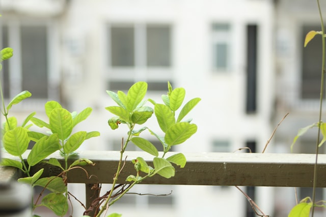 green small plant by a wooden fence 