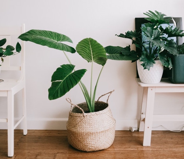 A line of potted plants in a home