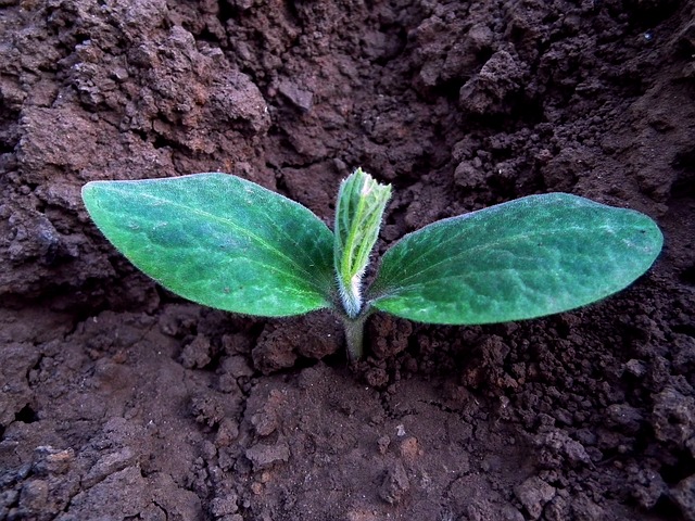 a seedling sprouting out of soil