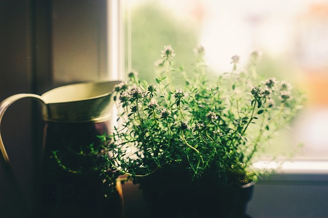 a plant next to a watering can 