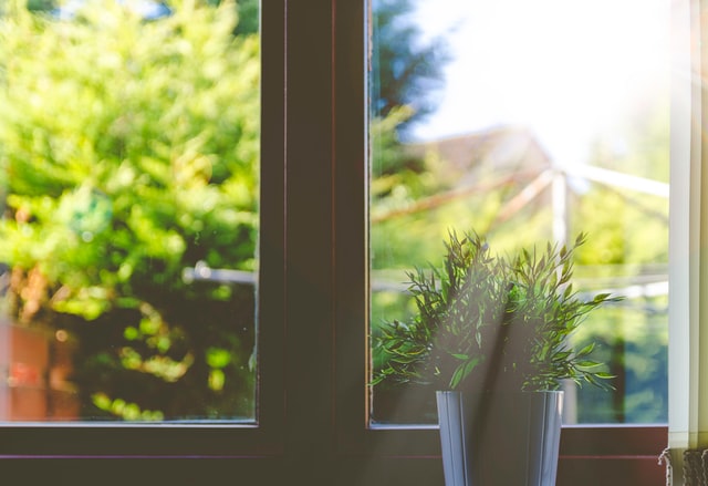 A potted plant by the window against bright sunlight