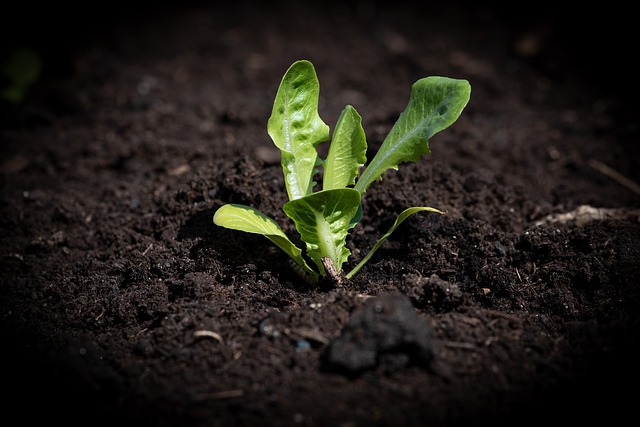 A lettuce plant in the soil. 