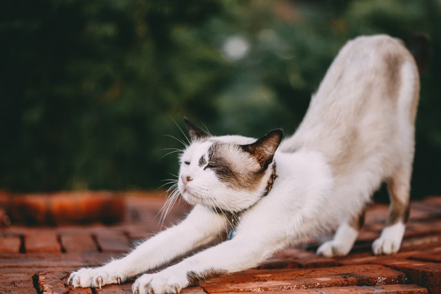  A cat with closed eyes stretching out