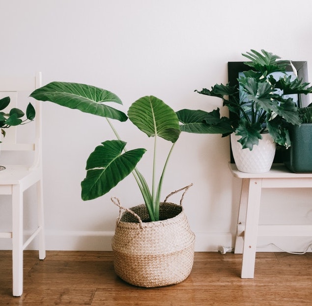 Three green house plants on a wooden floor
