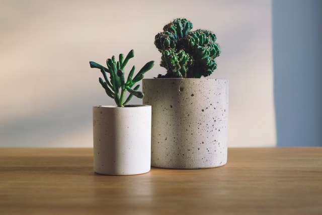 Two concrete flower vases with cacti 