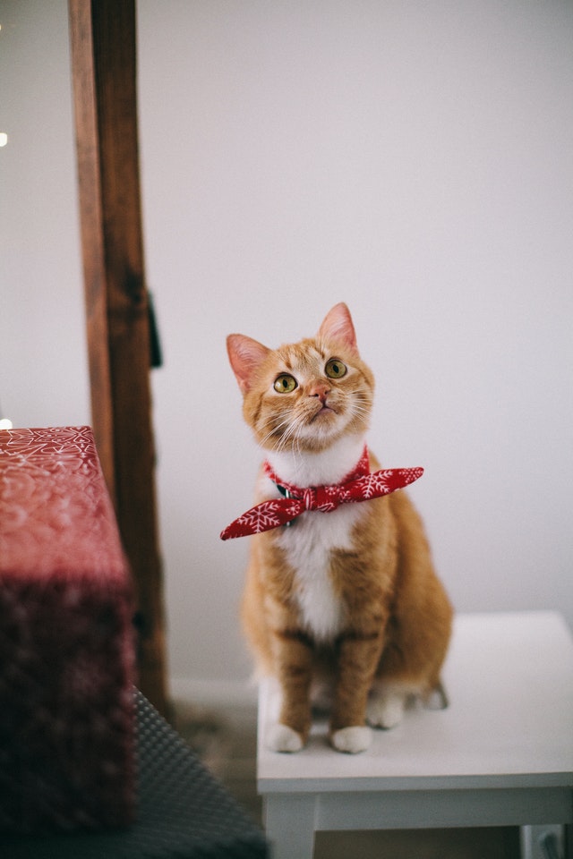 An orange tabby cat with a red bandanna looks up with curiosity 