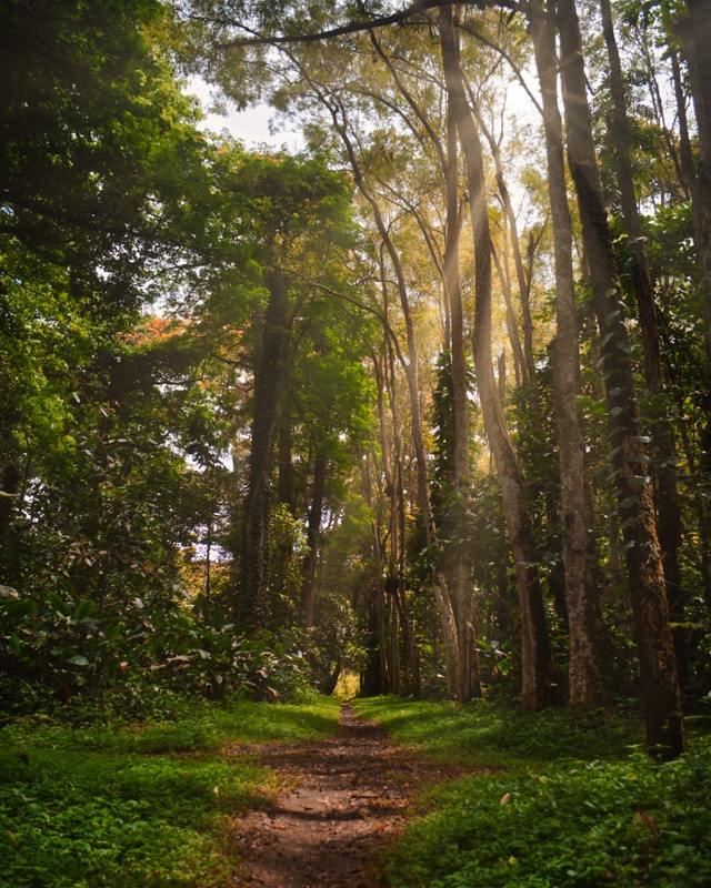 A path in woods with sunlight flowing in through the trees