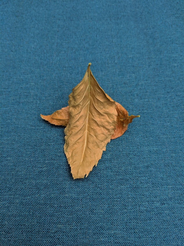 A dry fall leaf against a blue background.