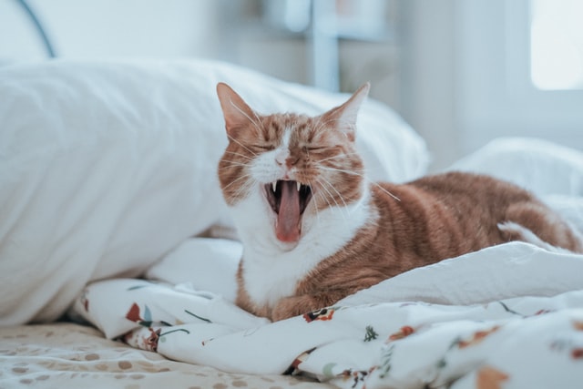 A cat cozily yawning on a comforter