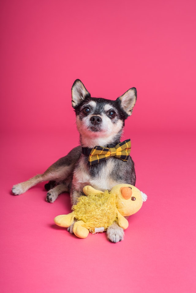 A puppy wearing a bowtie with a chewy toy