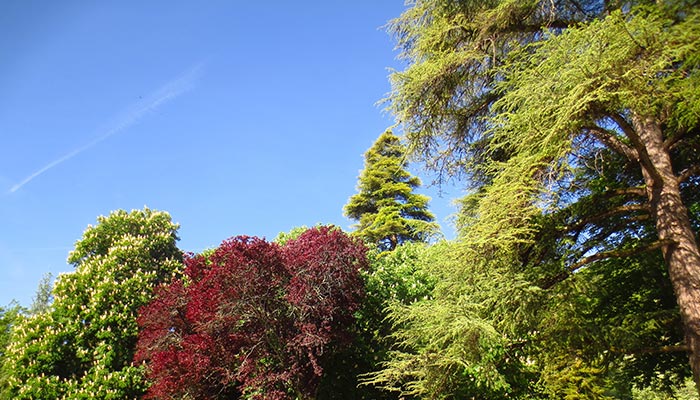 Beautiful sunny day at a park full of trees